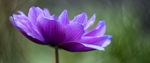Preview wallpaper lotus, flower, petals, purple, macro