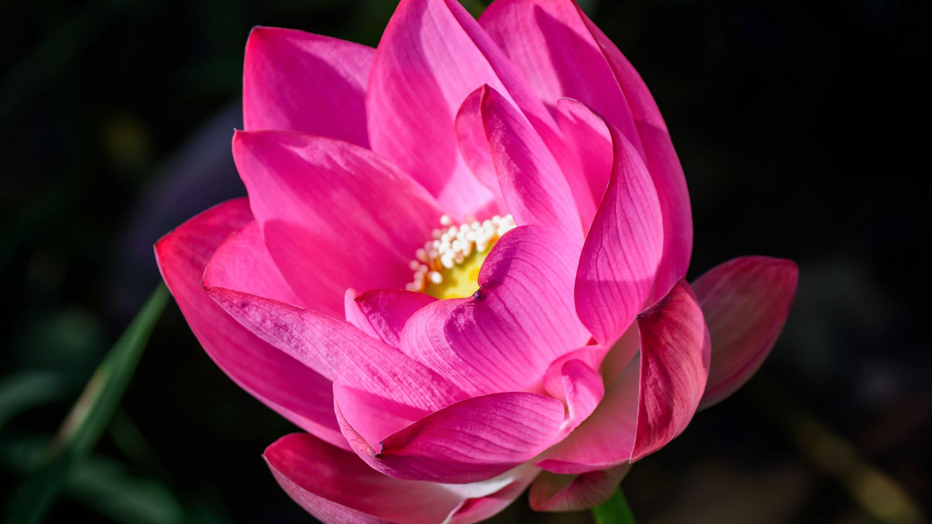 Download wallpaper 1920x1080 lotus, flower, pink, petals, bud, blur full hd,  hdtv, fhd, 1080p hd background