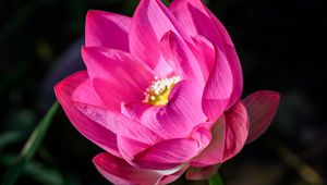 Preview wallpaper lotus, flower, pink, petals, bud, blur