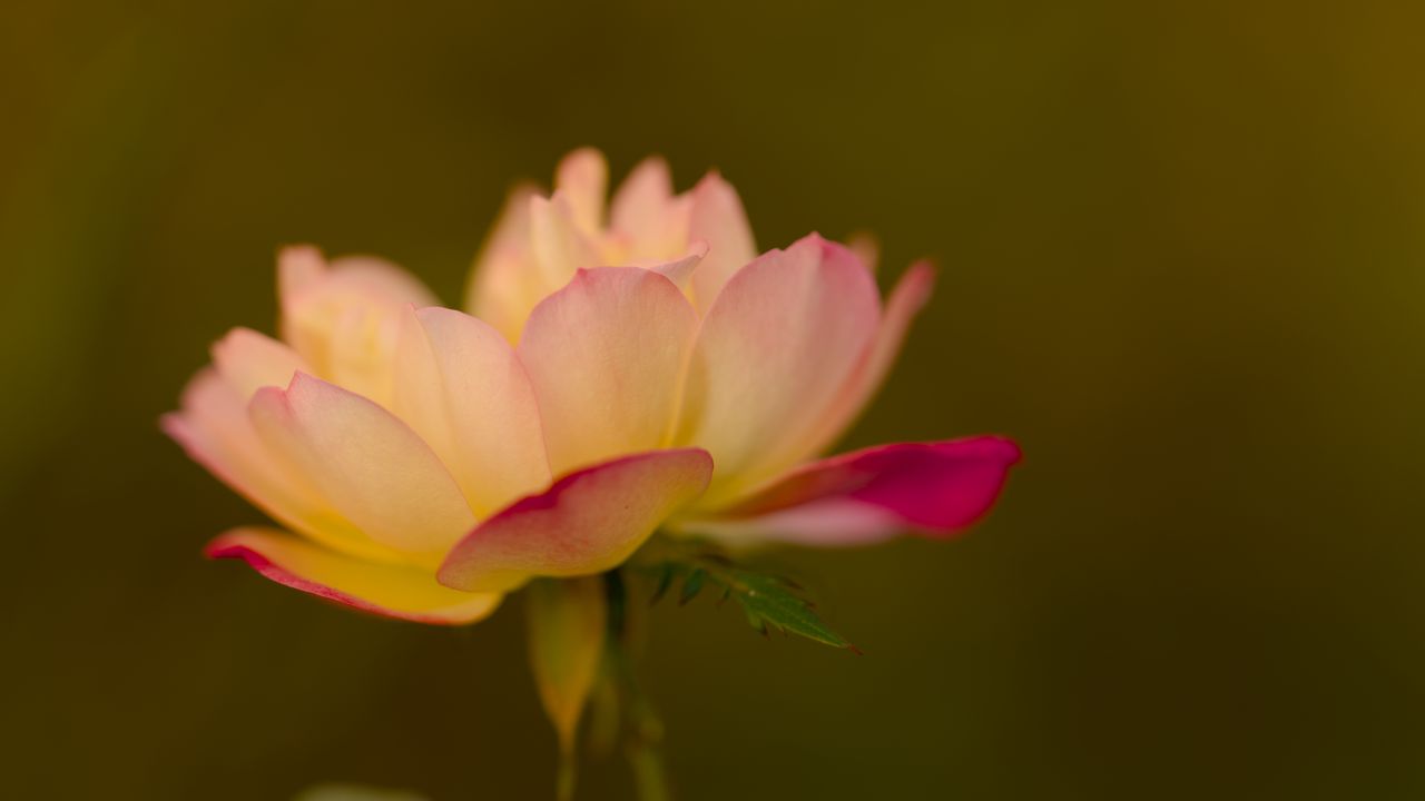 Wallpaper lotus, flower, pink, petals, blur