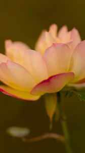 Preview wallpaper lotus, flower, pink, petals, blur