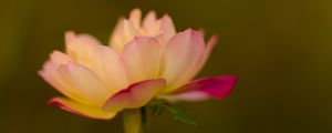 Preview wallpaper lotus, flower, pink, petals, blur