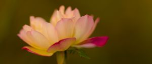 Preview wallpaper lotus, flower, pink, petals, blur