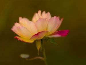 Preview wallpaper lotus, flower, pink, petals, blur