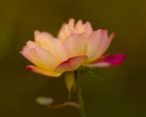 Preview wallpaper lotus, flower, pink, petals, blur