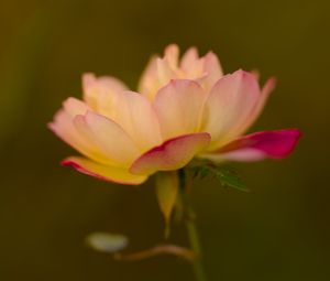 Preview wallpaper lotus, flower, pink, petals, blur