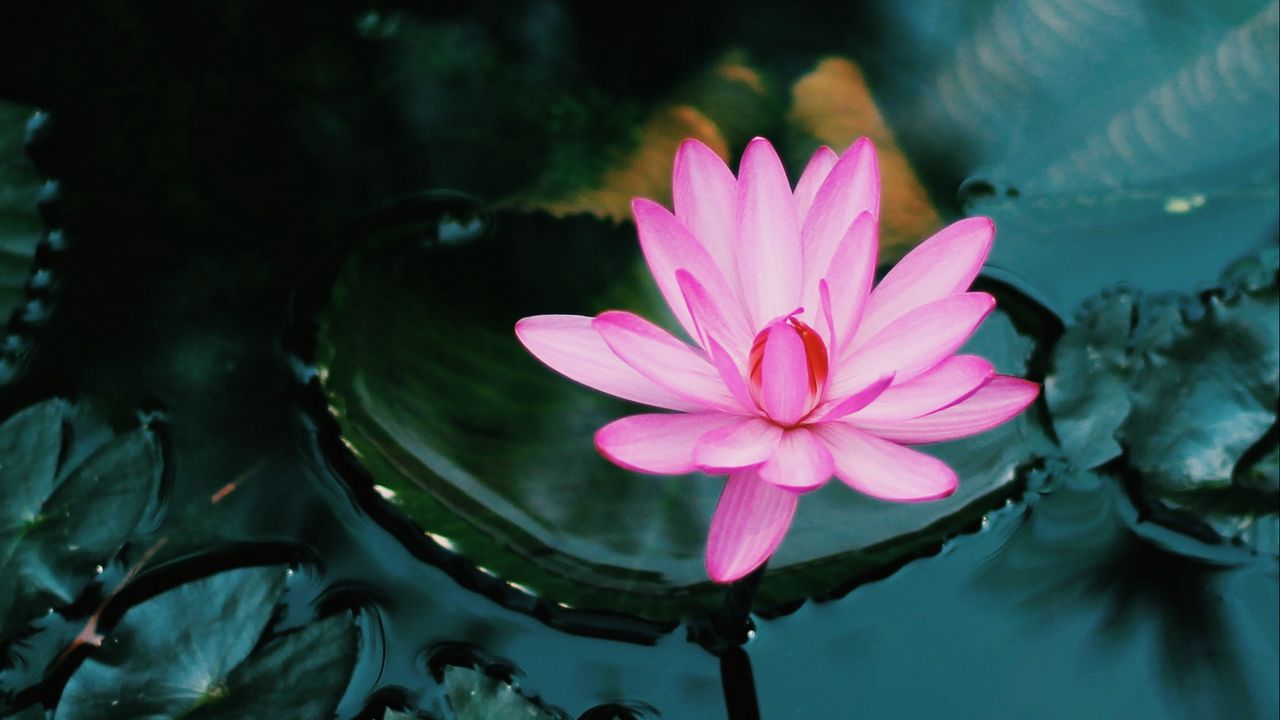 Wallpaper lotus, flower, pink, plant, water