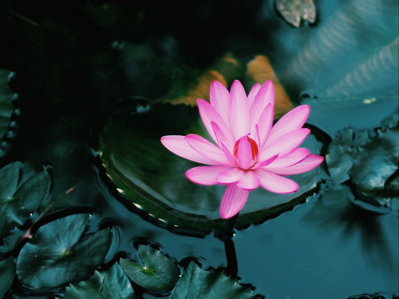 1400x1050 Wallpaper lotus, flower, pink, plant, water