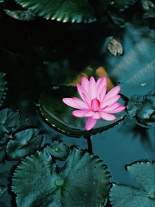 Pink Lotus Flower in Bloom · Free Stock Photo