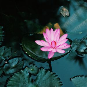 Preview wallpaper lotus, flower, pink, plant, water