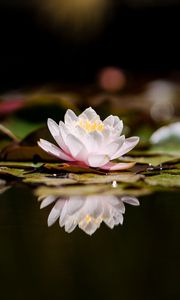 Preview wallpaper lotus, flower, plant, reflection