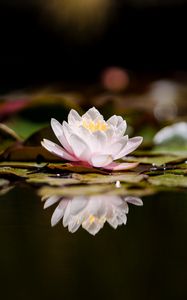 Preview wallpaper lotus, flower, plant, reflection