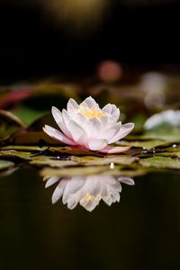 Preview wallpaper lotus, flower, plant, reflection