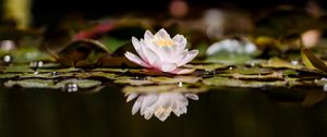 Preview wallpaper lotus, flower, plant, reflection