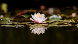 Preview wallpaper lotus, flower, plant, reflection