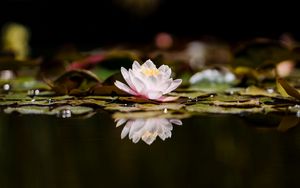 Preview wallpaper lotus, flower, plant, reflection