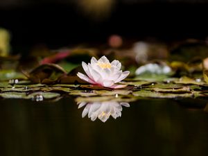 Preview wallpaper lotus, flower, plant, reflection