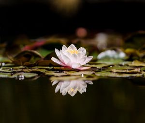 Preview wallpaper lotus, flower, plant, reflection