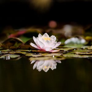 Preview wallpaper lotus, flower, plant, reflection