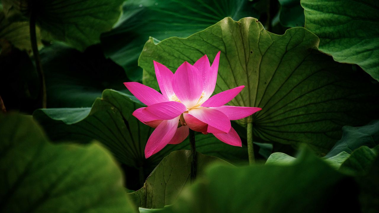 Wallpaper lotus, flower, plant, leaves