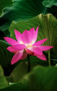 Preview wallpaper lotus, flower, plant, leaves