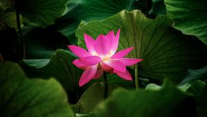 Preview wallpaper lotus, flower, plant, leaves