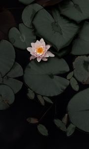 Preview wallpaper lotus, flower, plant, swamp