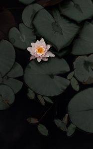 Preview wallpaper lotus, flower, plant, swamp