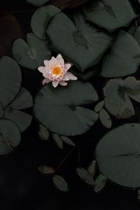 Preview wallpaper lotus, flower, plant, swamp