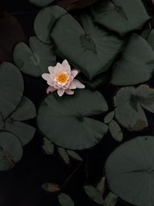 Preview wallpaper lotus, flower, plant, swamp
