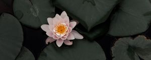 Preview wallpaper lotus, flower, plant, swamp