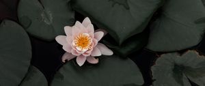 Preview wallpaper lotus, flower, plant, swamp