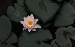 Preview wallpaper lotus, flower, plant, swamp