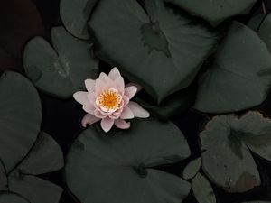 Preview wallpaper lotus, flower, plant, swamp