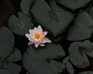 Preview wallpaper lotus, flower, plant, swamp