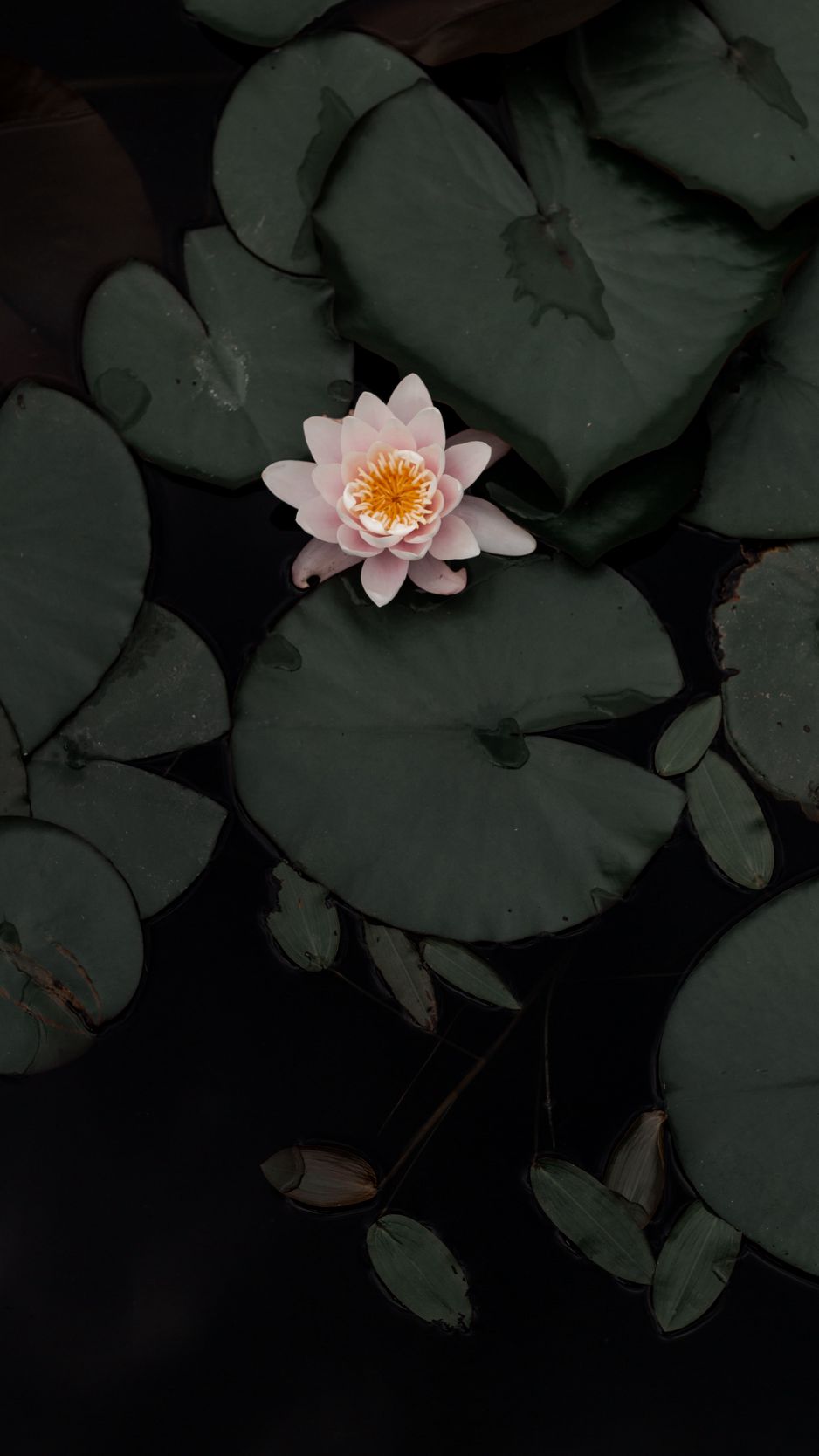 lotus iphone wallpaper
