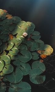 Preview wallpaper lotus, flower, plant, pond