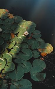 Preview wallpaper lotus, flower, plant, pond