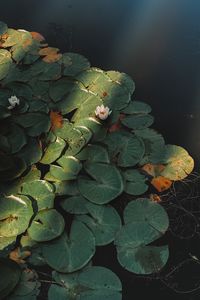 Preview wallpaper lotus, flower, plant, pond