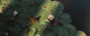 Preview wallpaper lotus, flower, plant, pond