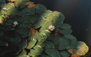 Preview wallpaper lotus, flower, plant, pond