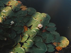 Preview wallpaper lotus, flower, plant, pond