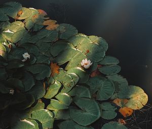 Preview wallpaper lotus, flower, plant, pond