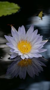 Preview wallpaper lotus, flower, pond, water