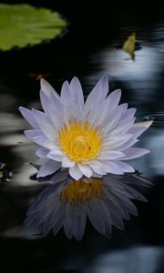 Preview wallpaper lotus, flower, pond, water