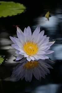 Preview wallpaper lotus, flower, pond, water