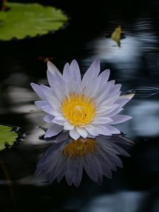 Preview wallpaper lotus, flower, pond, water