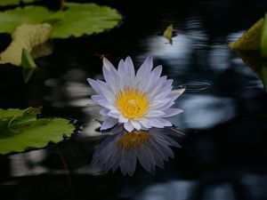 Preview wallpaper lotus, flower, pond, water