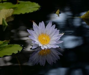 Preview wallpaper lotus, flower, pond, water