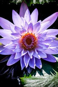 Preview wallpaper lotus, flower, purple, plant